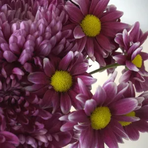 Berry Bombastic Wedding Flower Pack