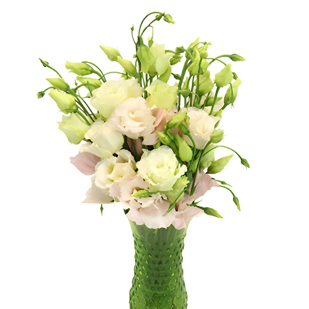 Blush Lisianthus Wholesale Bulk Flower