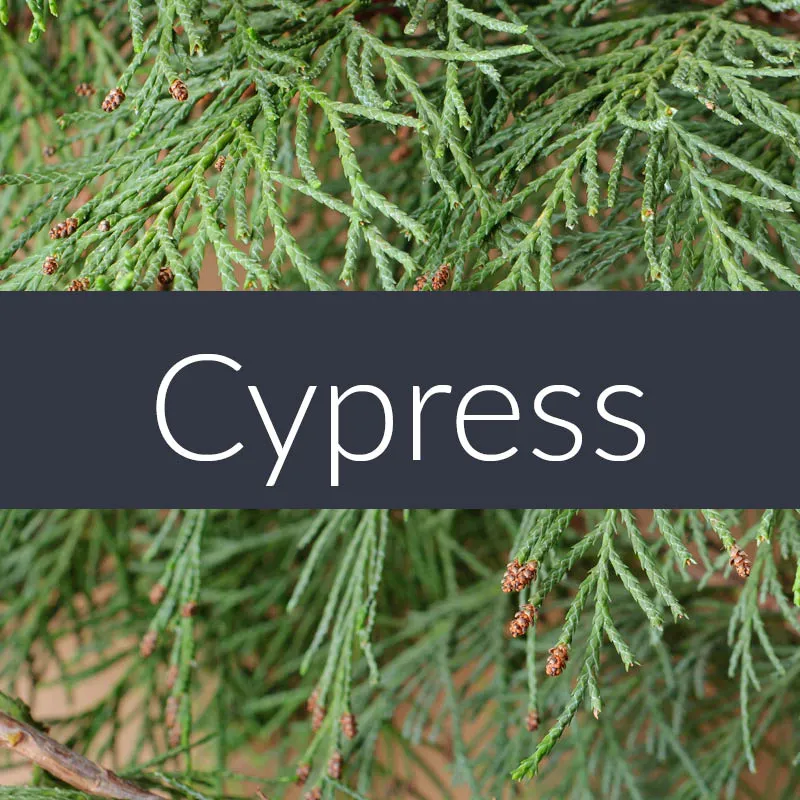 Cypress Essential Oil