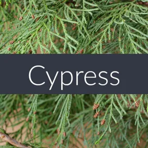 Cypress Essential Oil