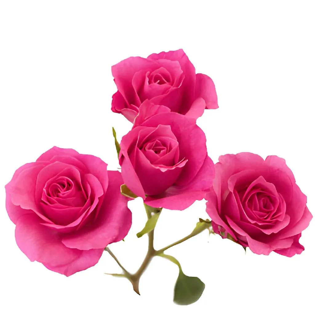 Hot Pink Spray Roses