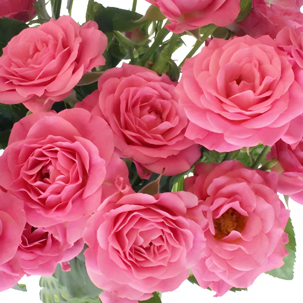 Hot Pink Spray Roses