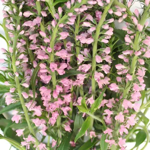 Light Pink Lysimachia Veronica Flowers