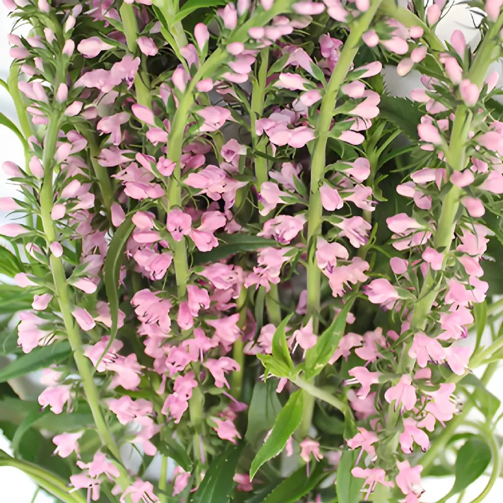 Light Pink Lysimachia Veronica Flowers