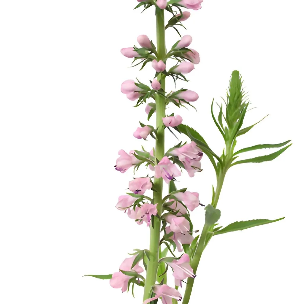 Light Pink Lysimachia Veronica Flowers
