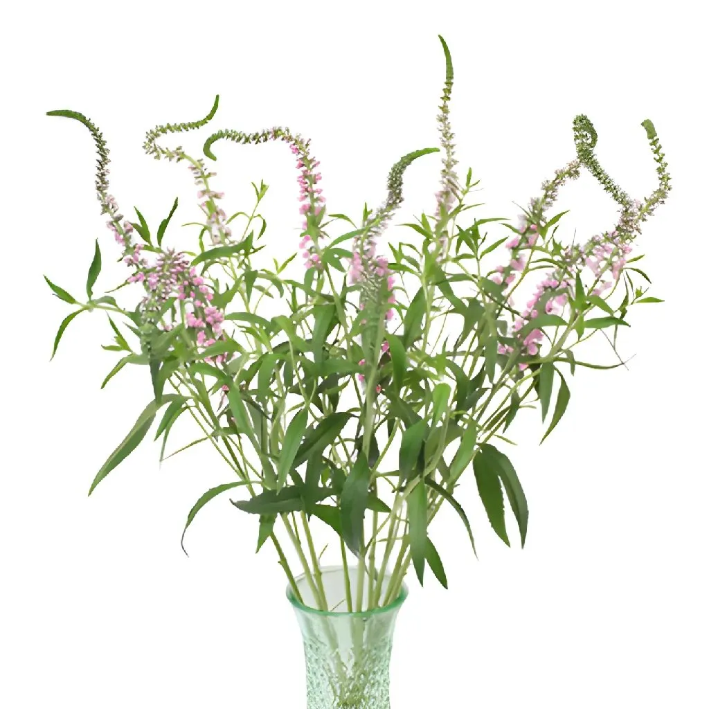 Light Pink Lysimachia Veronica Flowers