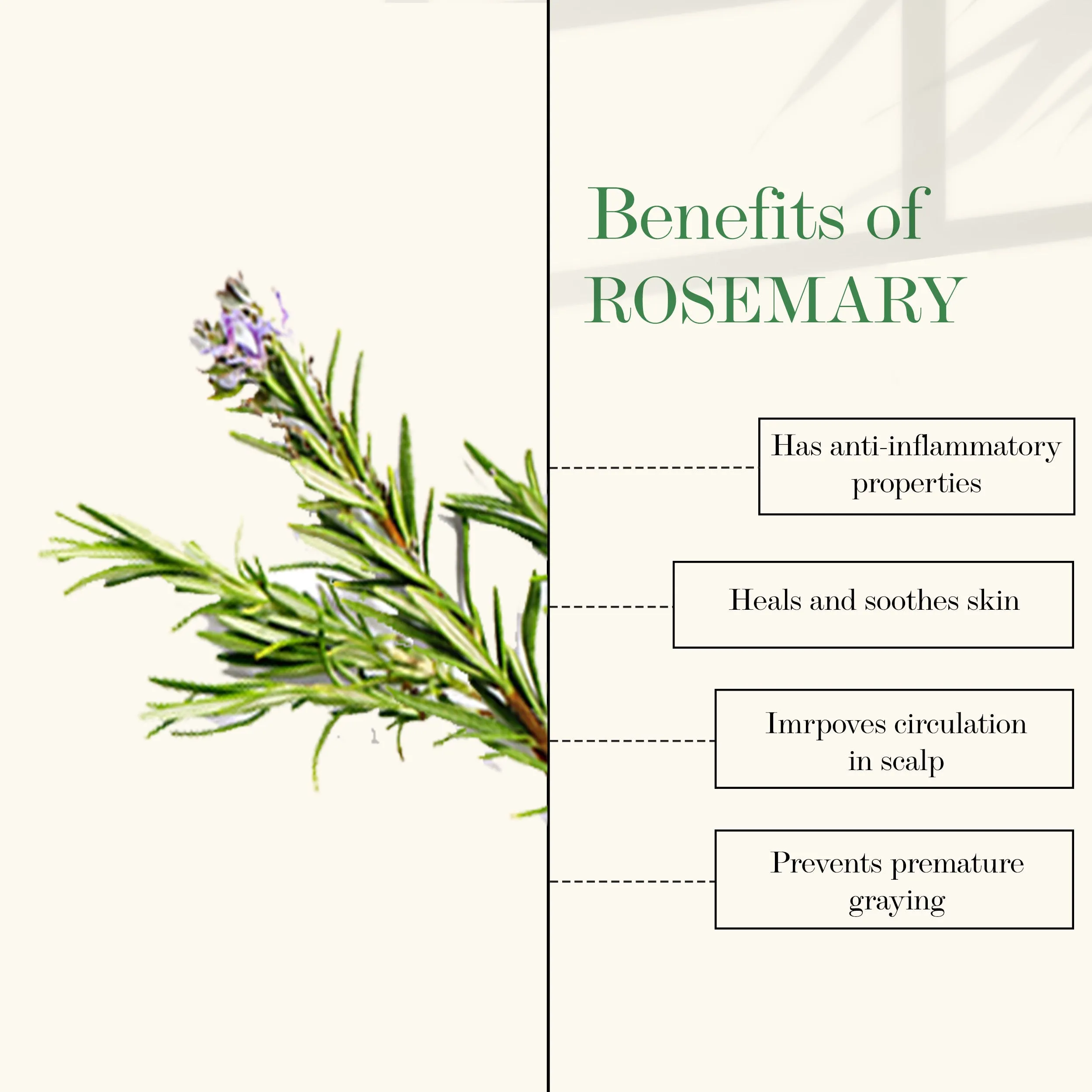 Rosemary 100% Pure Essential Oil
