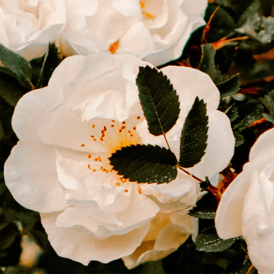 White Rain Perfumed Hand Cream